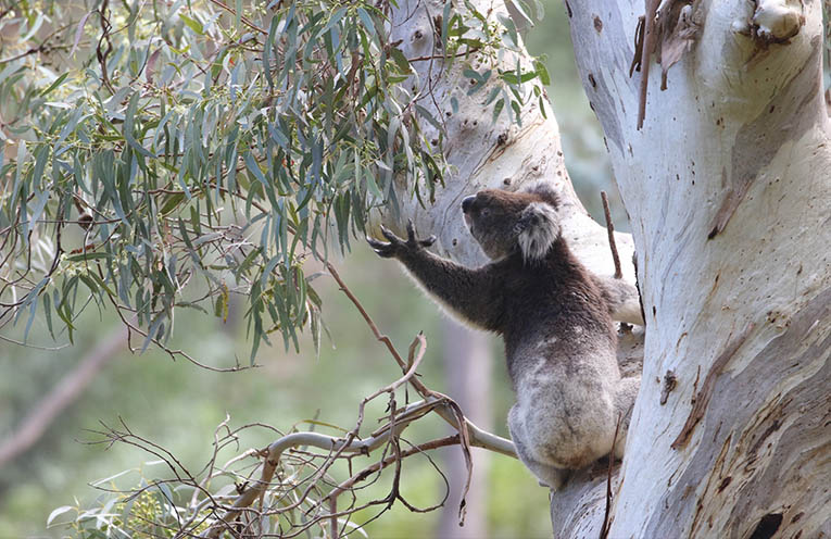 Koalas ‘safe’ as hospital’s tree giveaway continues