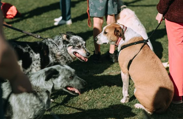 ‘The Last Lap’: RSCPA to host final Million Paws Walk fundraiser