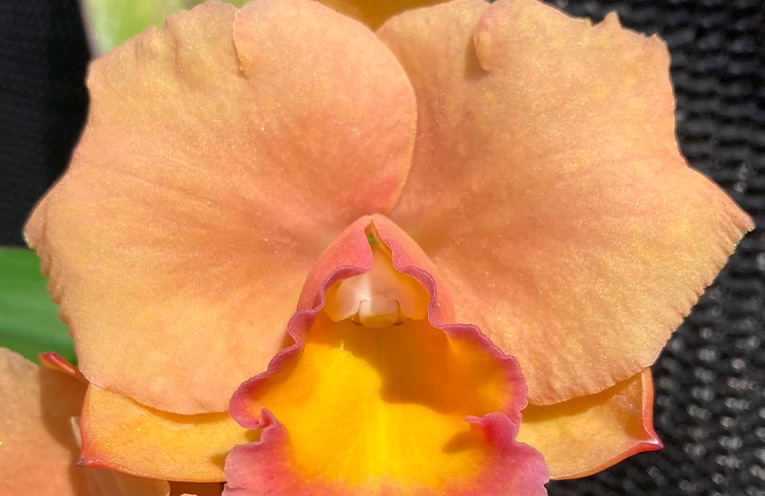Mother’s Day orchid show bringing colour to Wauchope