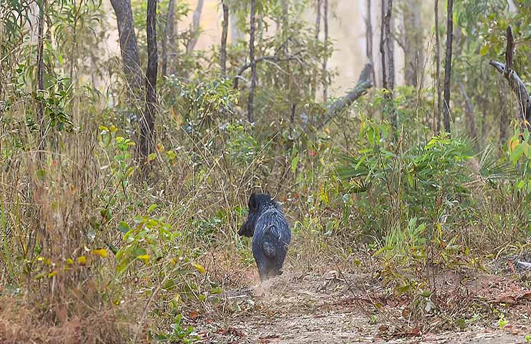 Animal advocates shoot down bill for enabling ‘yahoos’