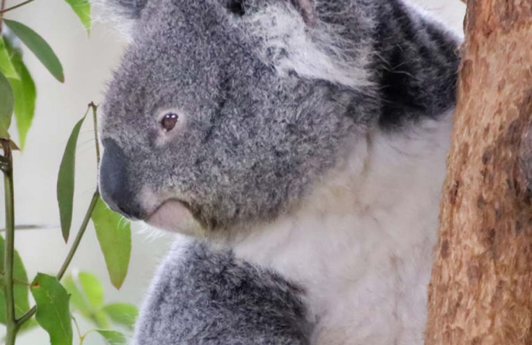 Contract awarded for koala hospital redevelopment