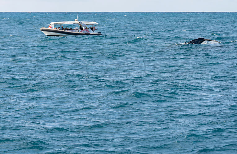 National Parks work to protect whales during migrations