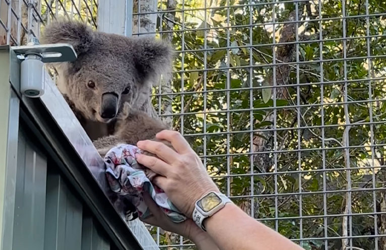Road trauma survivors Jody and Myka join koala breeding program