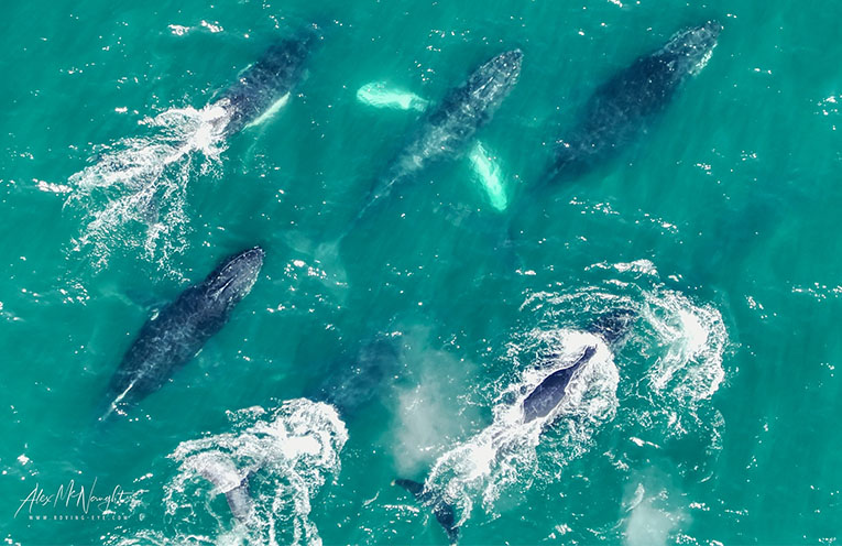 Adolescent male humpbacks stun whale watchers as they jostle for position off Port Macquarie