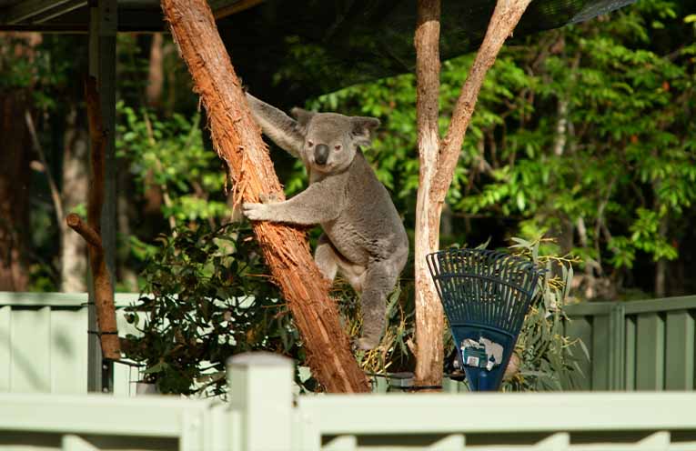 Port Macquarie koala births a symbol of community generosity