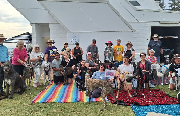 Port Macquarie joins Great Global Greyhound Walk to promote sighthound adoption