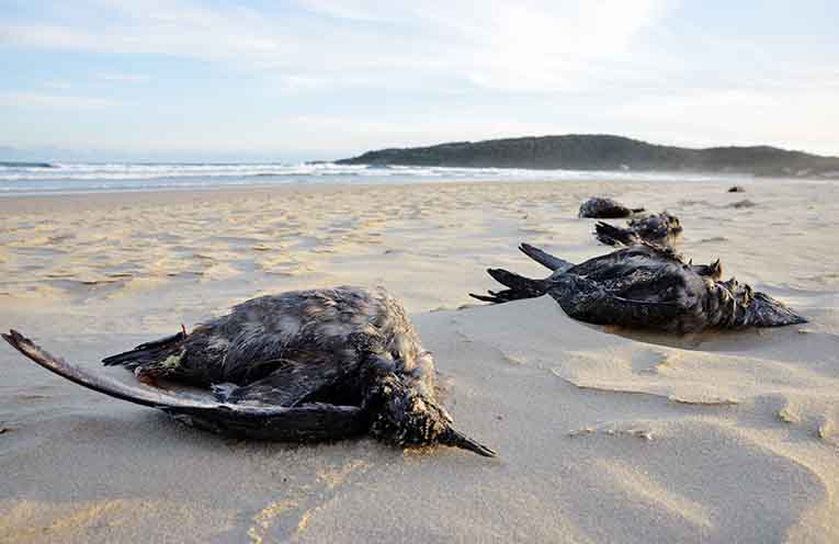 The ecological disaster threatening Australian seabirds