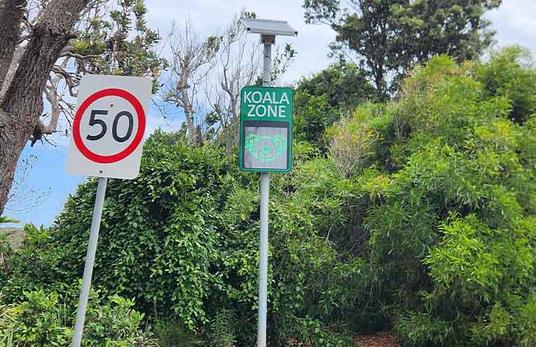 Efforts to protect koalas stepped up across key Port Macquarie hotspots