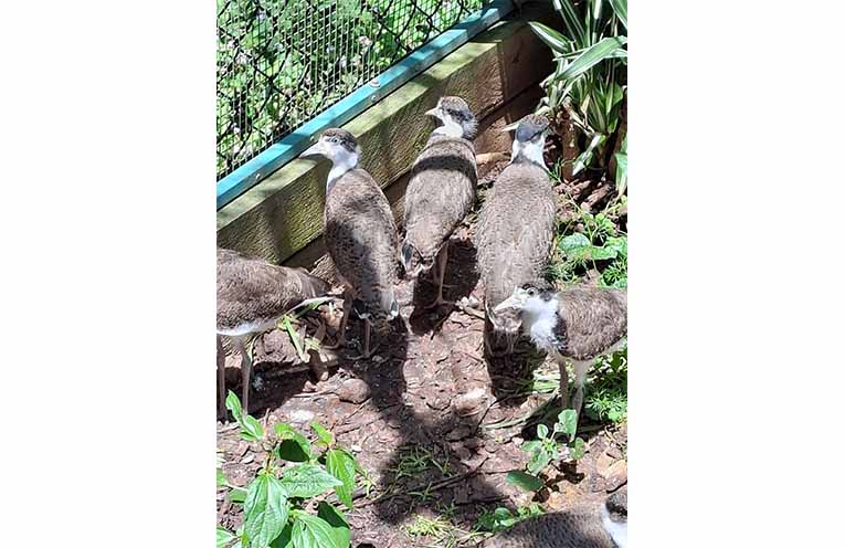 Plovers are a protected species in Australia.