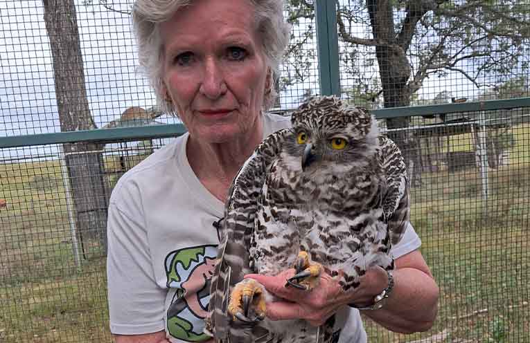 Precious discovery leads to successful Transit Hill rescue and release of endangered Powerful Owl