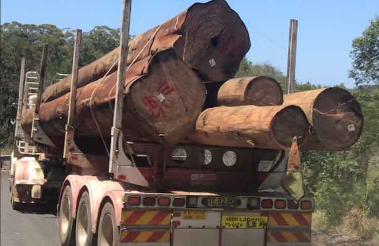 Forestry losses criticised after release of annual report