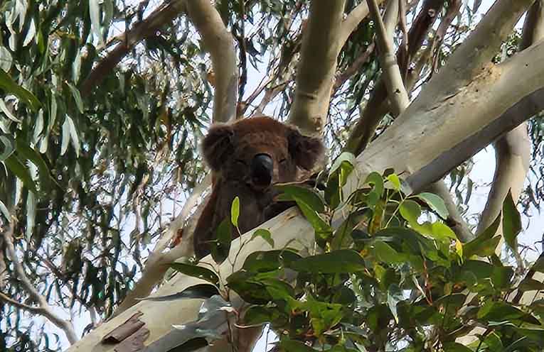 A koala in one of the trees at the Tacking Point school site last week. Photo: Matt Taylor.