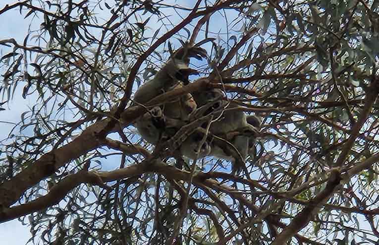 Another koala in the school grounds last week. Photo: Matt Taylor.