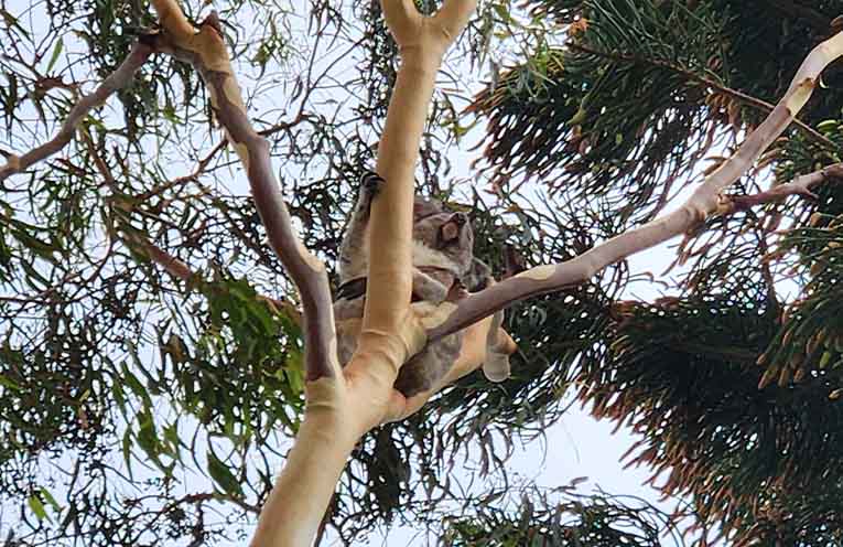 One of the five koalas spotted by News Of The Area in the school site last Thursday morning.