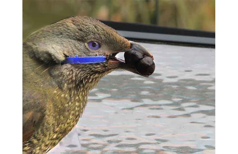 This photo of a Satin bowerbird prompted David to appeal to people to cut milk bottle rings before disposal. Photo: supplied by the family.