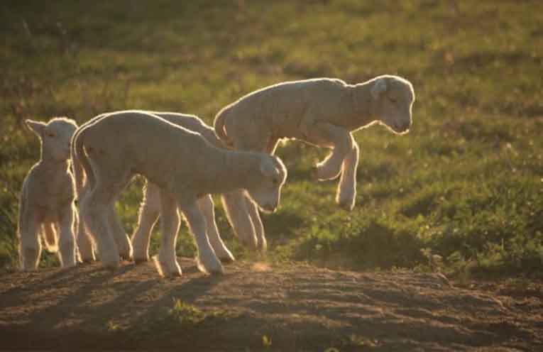 David’s photos reflected his natural affinity with animals. Photo: supplied by the family.