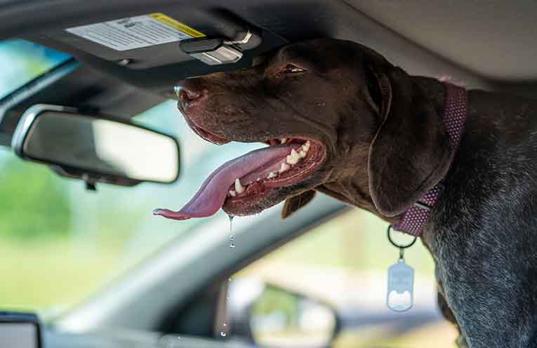 Government flags tougher penalties for animal cruelty including jail time for leaving dogs in hot cars