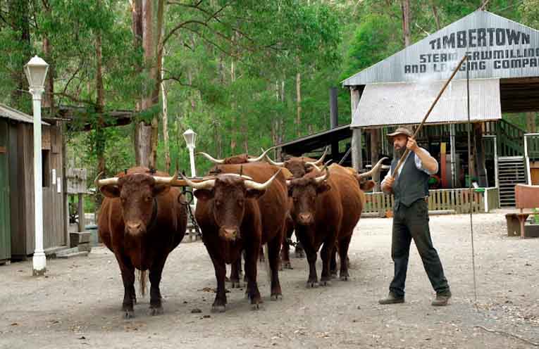 Robin Mears reflects on the early days and legacy of Timbertown in Wauchope