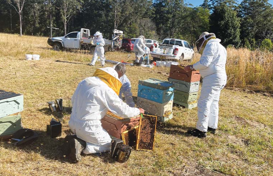 Varroa mite showing resistance to chemical treatments