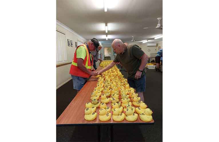 Sorting ducks for the big race.