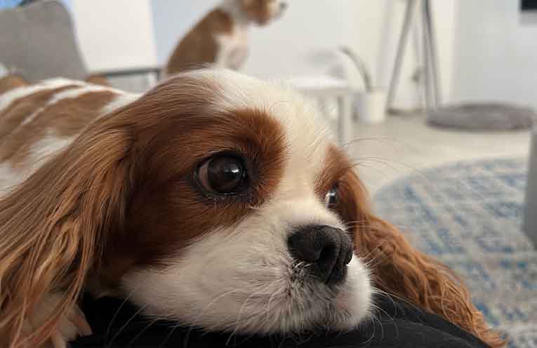 National Pet Adoption Month encourages adoptions