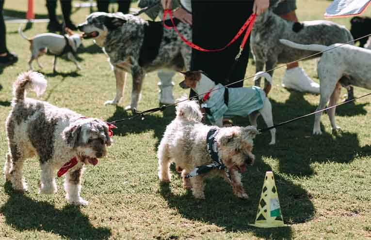 Dog-themed fundraiser to support RSPCA group