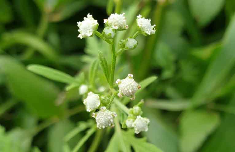 Weed action program gets an update