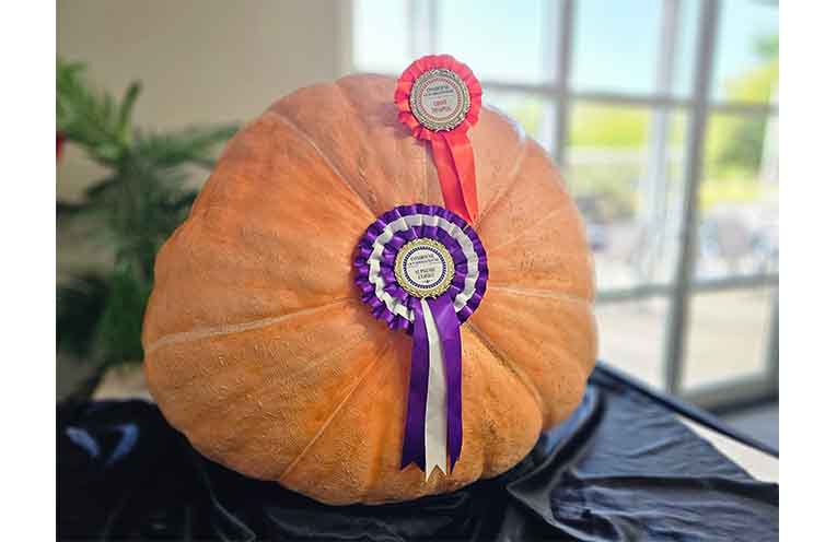 The Grand Champion pumpkin. Photo: supplied.