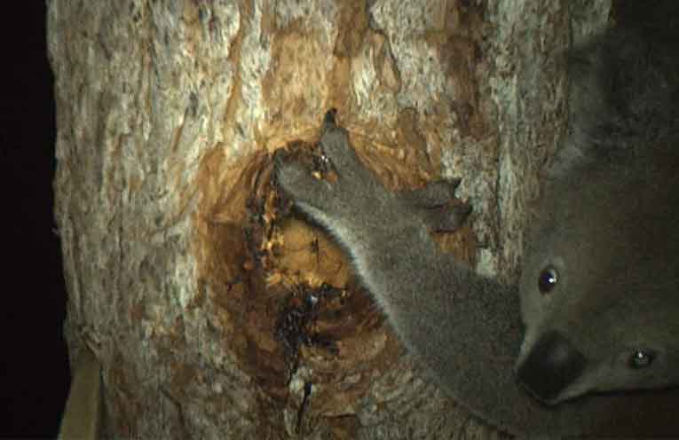 A koala captured by a monitoring camera.