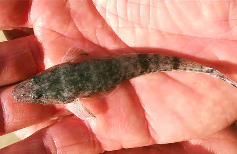 Juvenile Dusky Flathead
