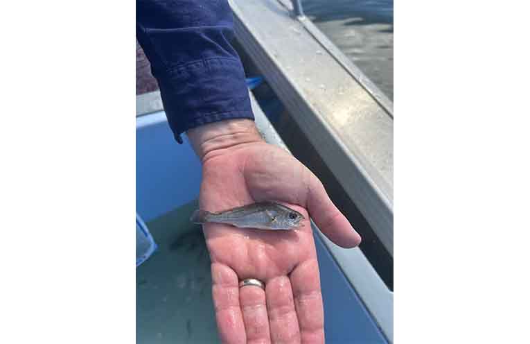 A Mulloway fingerling.