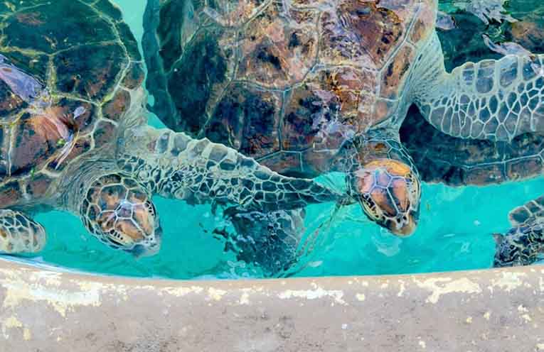 Green sea turtle released at Lighthouse Beach after year-long rehab
