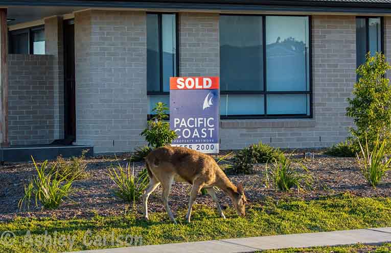 Deer tracking project underway across Port Macquarie region