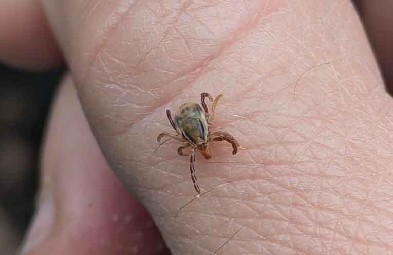 What to know about the often overlooked larval tick nest