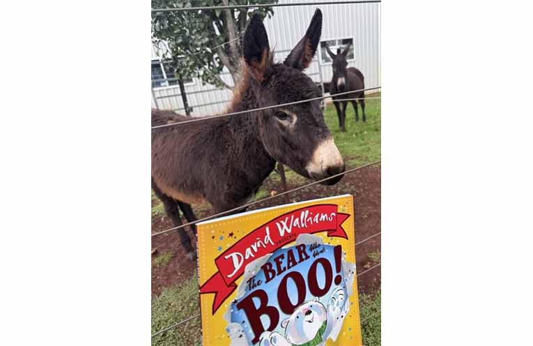 Local Comboyne Donkey enjoying ‘The Bear Who Went Boo!’
book by David Walliams. Photos: Supplied.