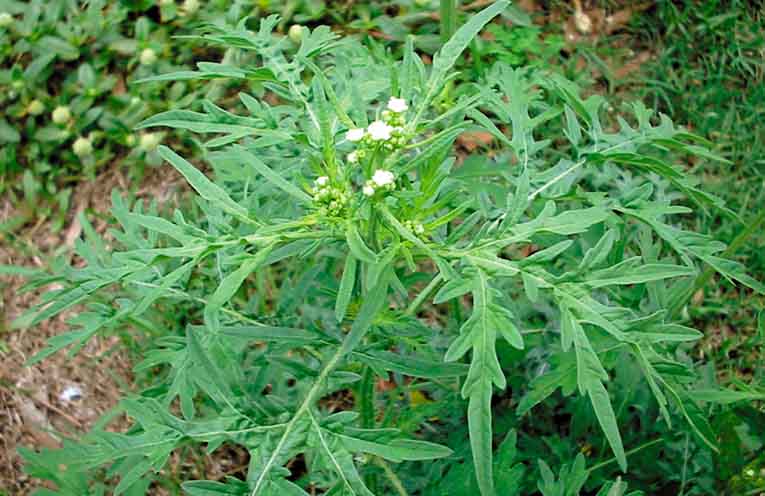 NSW Department urges Mid North Coast residents to watch for parthenium weed after rain