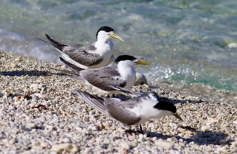 Seven suspected bird flu cases in native species