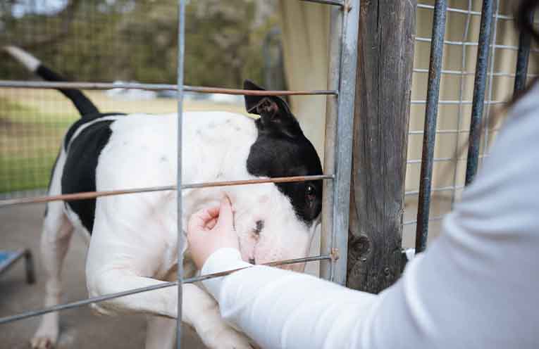 $1.5 million in animal welfare and rehoming grants available