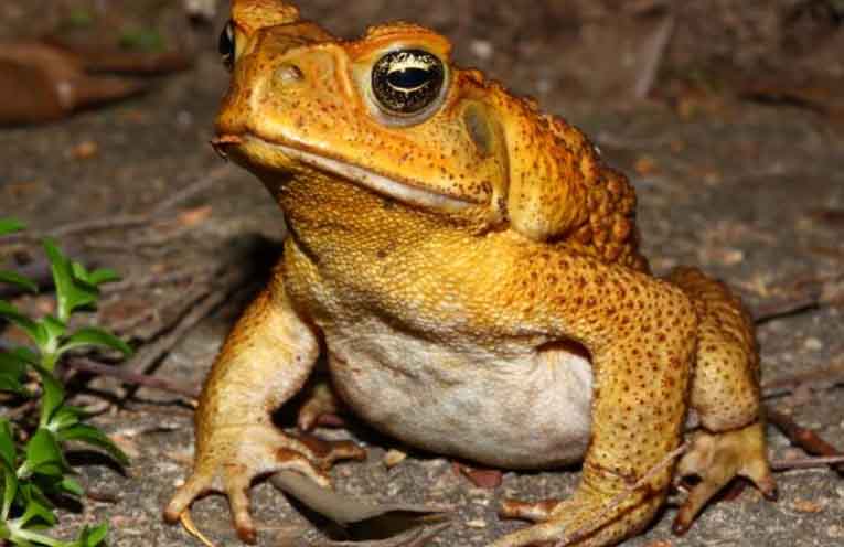 Port Macquarie-Hastings residents urged to report cane toad sightings