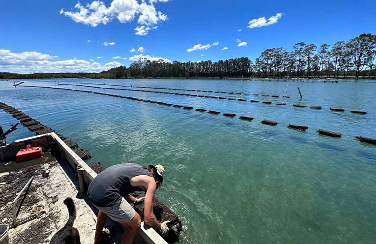 NSW aquaculture lease terms set to double