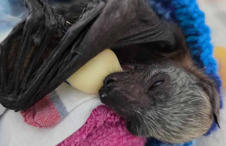 Unusually warm weather behind mass bat starvation on Mid North Coast