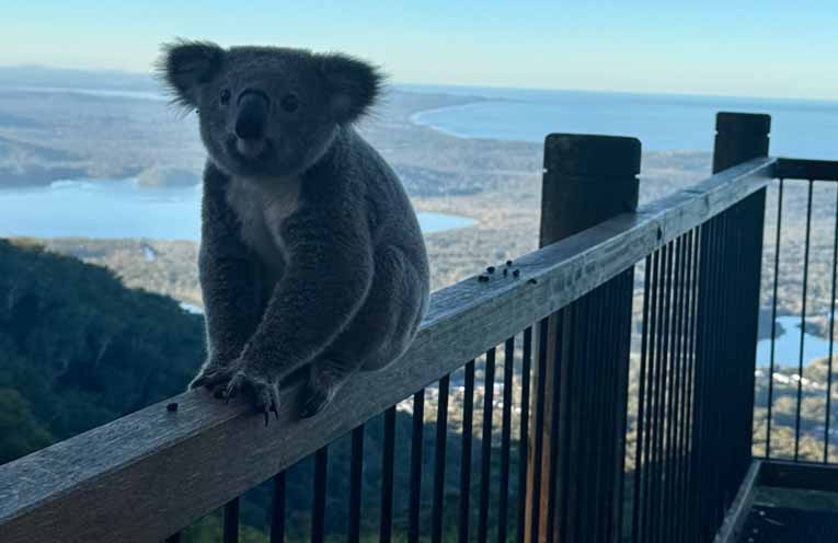 Koala encounter delights local Camden Haven family